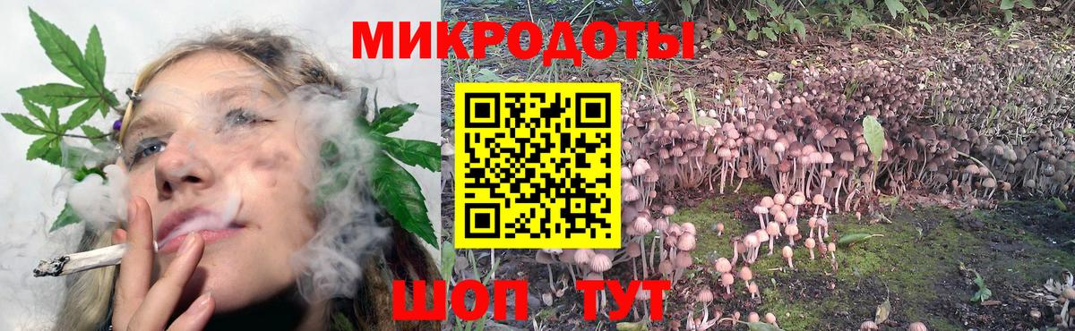 Псилоцибиновые грибы Psilocybe Астрахань